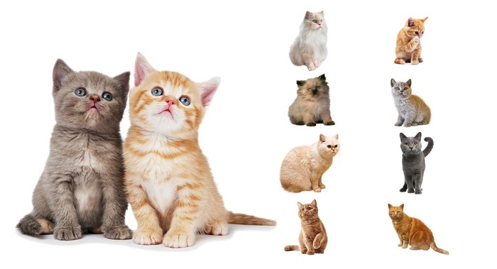 猫图片(2362x1352)psd模版下载