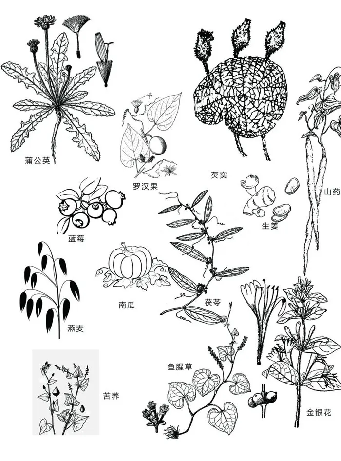 蒲公英罗汉果芡实茯苓山药抠图图片(5906x7656)psd模版下载