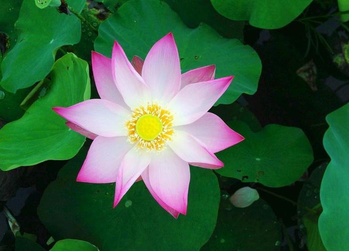 莲花图片