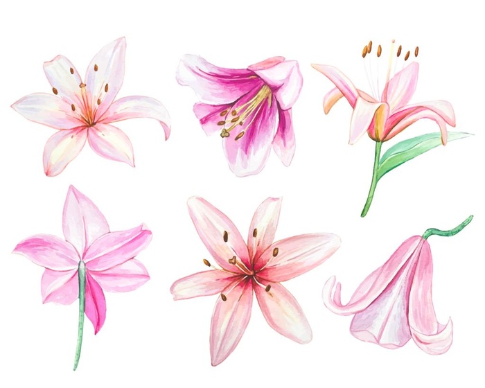 卡通百合花图片ai矢量模版下载