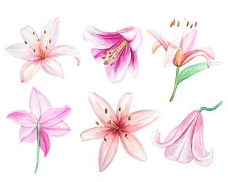 卡通百合花图片