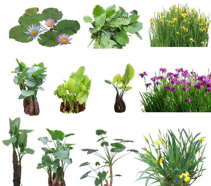 水生植物图片