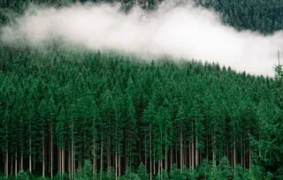 森林里起雾图片