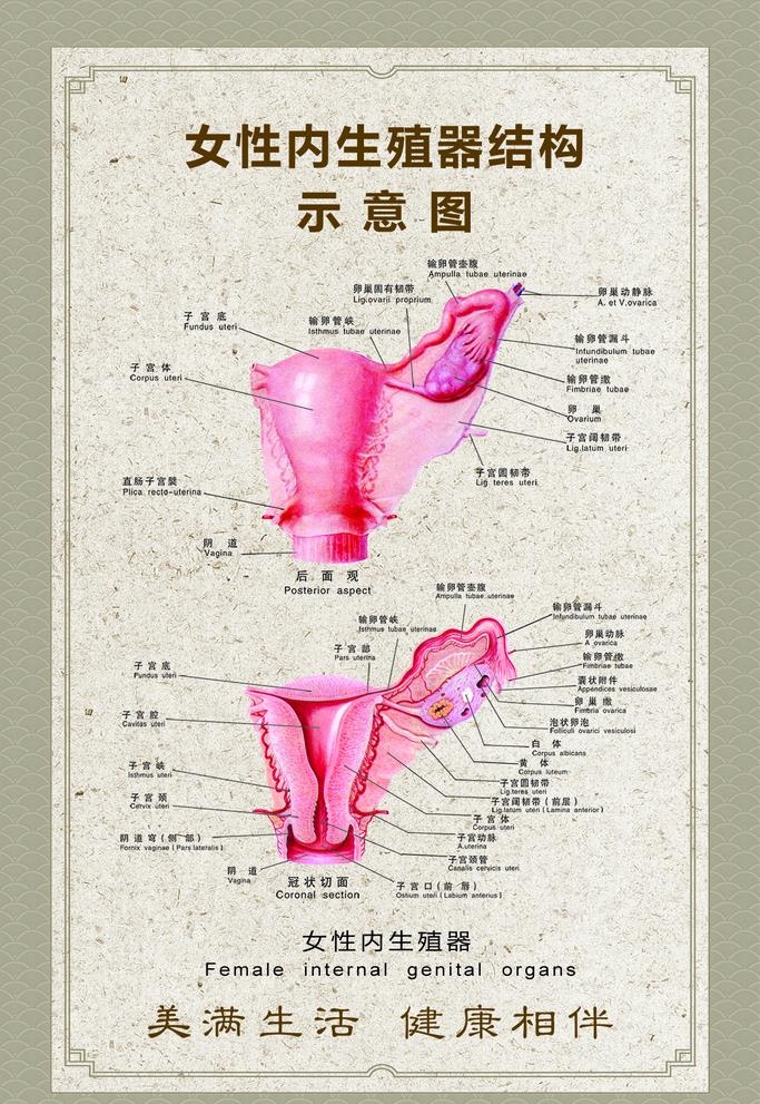 女性生殖器,子宫挂画,人体解剖,人(1134x1700)psd模版下载