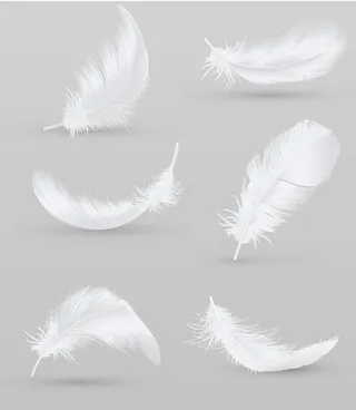 羽毛素材图片