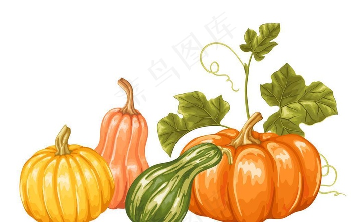 南瓜图片