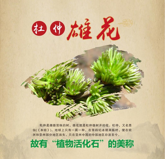 杜仲雄花海报设计图片cdr矢量模版下载