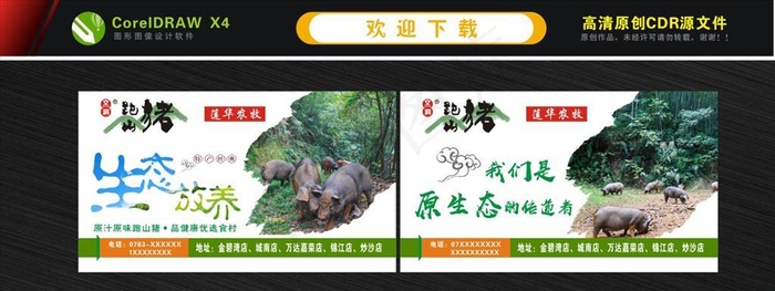 跑山猪名片 黑猪名片图片