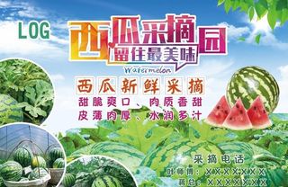 西瓜采摘园图片