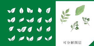 叶子图片