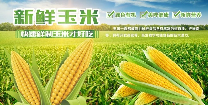 新鲜玉米图片