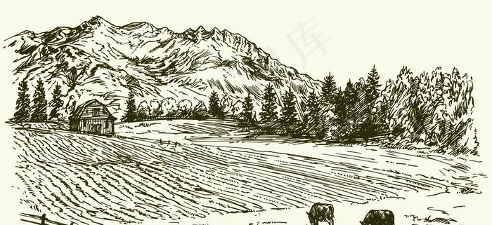 农场牧场牛图片