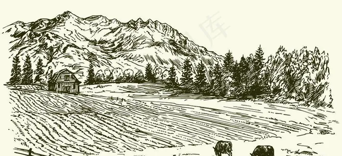 农场牧场牛图片