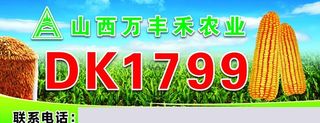 玉米种子海报图片