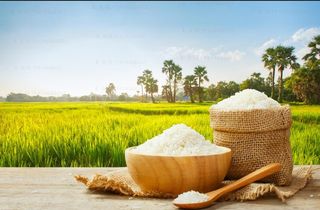 稻田米图片