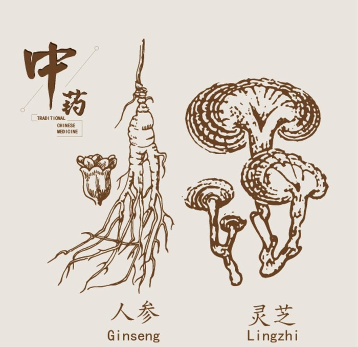 人参 灵芝图片