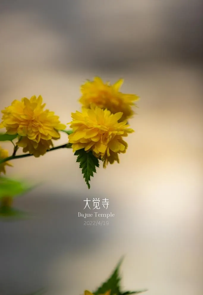 花卉图片