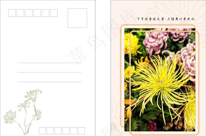菊花明信片图片