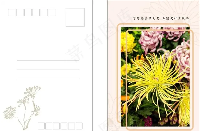 菊花明信片图片cdr矢量模版下载