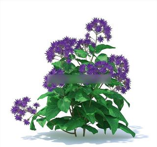 C4D模型 藿香蓟图片