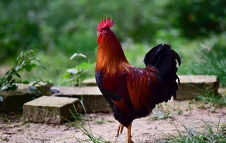 大公鸡高清摄影图图片