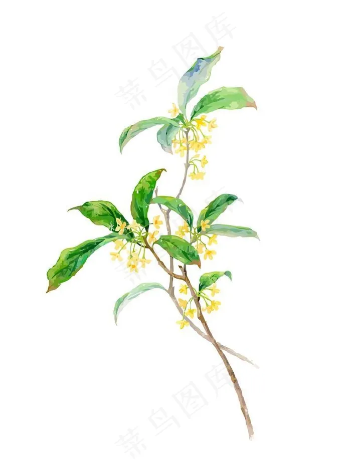手绘桂花图片ai矢量模版下载