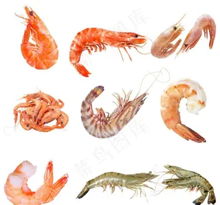虾图片