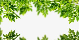 绿色树枝叶子透明背景合成素材图片