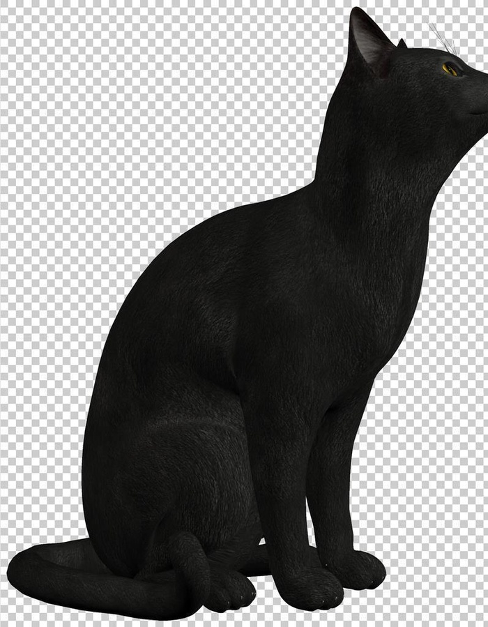 黑猫图片