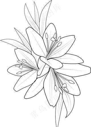 卡通百合花图片