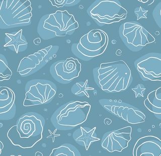 贝壳图案图片