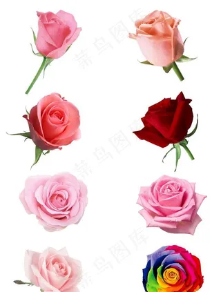 玫瑰花图片