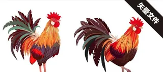 公鸡矢量图图片