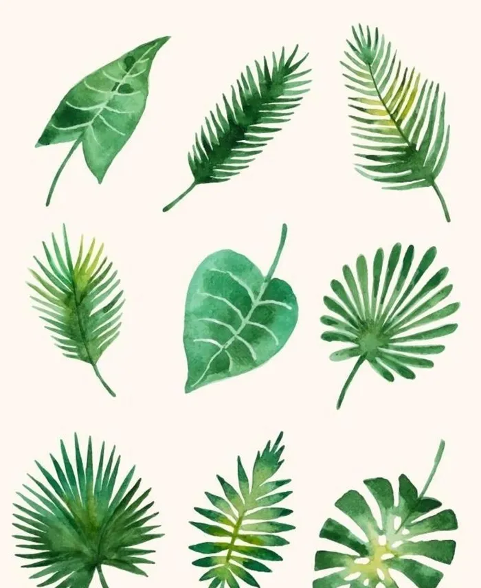 热带树叶图片ai矢量模版下载