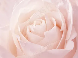 唯美粉色玫瑰花图片,免抠元素