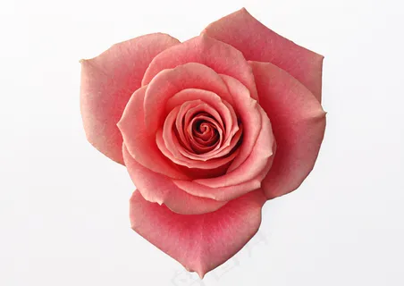 唯美粉色玫瑰花图片,免抠元素