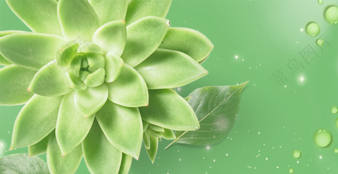 精选-植物护肤